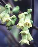 Corylopsis Pauciflora