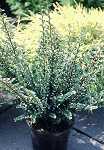 Cotoneaster horizontalis 
