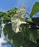Davidia involucata