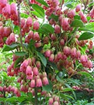 Enkianthus campanulatus 'Ruby Glow'