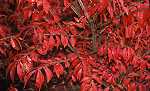 Euonymus alatus