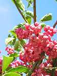 Euonymus phellomanus