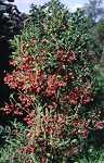 Euonymus europaeus Hybriden