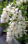 Exochorda macrantha 'The Bride'