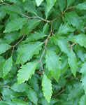 Fagus sylvatica 'Sandrode'