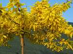 Forsythia Maree d'Or auf Stamm