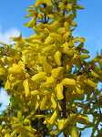 Forsythia intermedia 'Weekend'