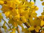 Forsythia Goldrausch