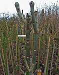 Fraxinus excelsa 'Crispa'