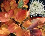 Fothergilla