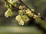 Halesia carolina