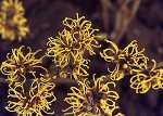 Hamamelis