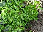 Hedera helix 'Spetchley’