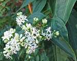 Heptacodium miconioides