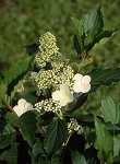 Hydrangea pan. 'Kyushu'