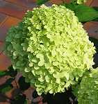 Hydrangea pan. 'Limelight'®