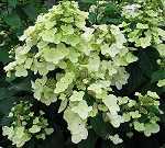 Hydrangea pan. 'Tardiva'