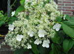 Hydrangea petiolaris