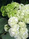 Hydrangea quercifolia 'Harmony'