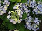 Hydrangea 'you & me' - blau