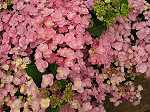 Hydrangea 'you & me' - rosa