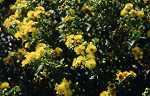 Hypericum kal. Gemo