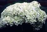 Hydrangea arb. 'Annabelle'