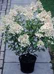 Hydrangea pan. 'Grandiflora'