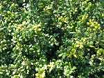 Ilex crenata 'Flacher Teller'