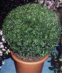 Ilex crenata Gloria Gem
