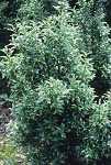 Ilex aquifolium Myrtifolia