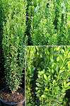 Ilex crenata Fastigata