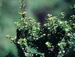 Ilex crenata Mariesii
