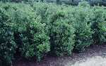 Ilex meservae 'Blue Prince'®