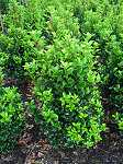 Ilex meservae 'Heckenstar'