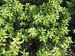 Ilex meservae 'White Cream'