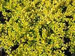 Ilex crenata Golden Gem