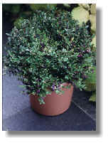 Lonicera nitida
