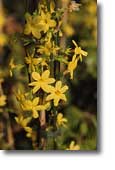 Jasminum nudiflorum