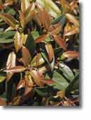 Leucothoe walteri Carinella
