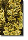 Ligustrum ova. Aureum