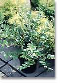 Lonicera purpusii