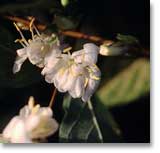 Lonicera purpusii
