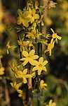 Jasminum nudiflorum