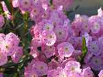 Kalmia polifolia