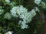 Ledum palustre