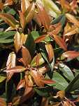 Leucothoe walteri Carinella