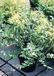 Lonicera purpusii