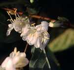 Lonicera purpusii - Blüte
