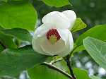 Magnolia sieboldii